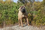 SHAR-PEI 009